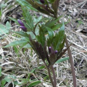 Zubačka žliazkatá (Dentaria glandulosa Waldst. et Kit. ex Willd.)