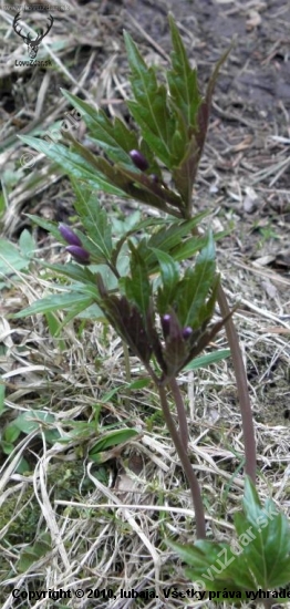 Zubačka žliazkatá (Dentaria glandulosa Waldst. et Kit. ex Willd.)