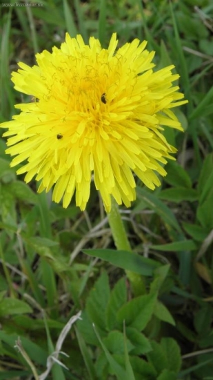 Púpava lekárska a ...