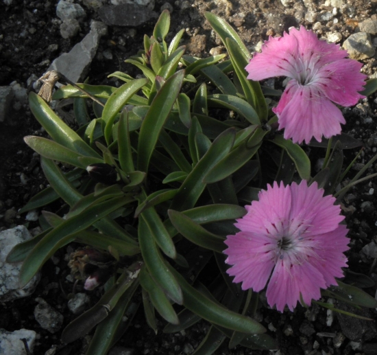 Klinček lesklý pravý