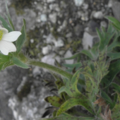 Veternica narcisokvetá