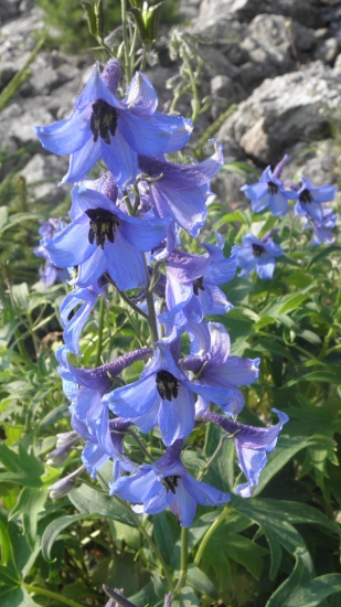 Stračonôžka Tatranská