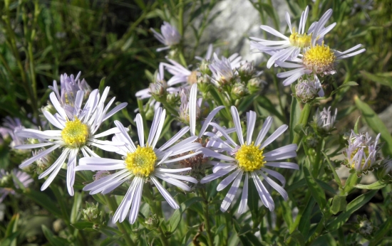 ASTRA SPIŠSKÁ - Aster amelloides Besser