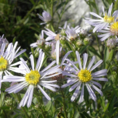 ASTRA SPIŠSKÁ - Aster amelloides Besser