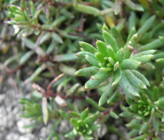 LOMIKAMEŇ VĎYZELENÝ - Saxifraga aizoides