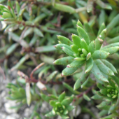 LOMIKAMEŇ VĎYZELENÝ - Saxifraga aizoides