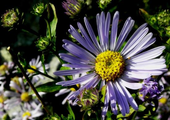 ASTRA SPIŠSKÁ - Aster amelloides Besser
