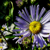 ASTRA SPIŠSKÁ - Aster amelloides Besser