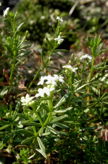 LIPKAVEC NEROVNOLISTÝ - Galium anisophyllon