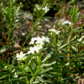 LIPKAVEC NEROVNOLISTÝ - Galium anisophyllon