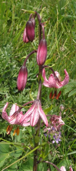 ĽALIA ZLATOHLAVÁ - Lilium martagon L.