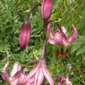 ĽALIA ZLATOHLAVÁ - Lilium martagon L.