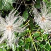 DYÁDKA OSEMLUPIENKOVÁ - Dryas ostopetala L.