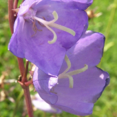 ZVONĚK BROSKYŇOLISTÝ - Campula persicifolia