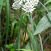 Jarmarka väčšia - Astrantia major L.