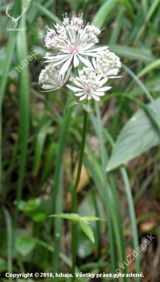 Jarmarka väčšia - Astrantia major L.