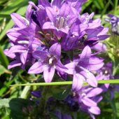 Zvonček klbkatý (Campanula glomerata L.)