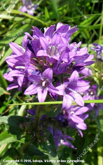 Zvonček klbkatý (Campanula glomerata L.)