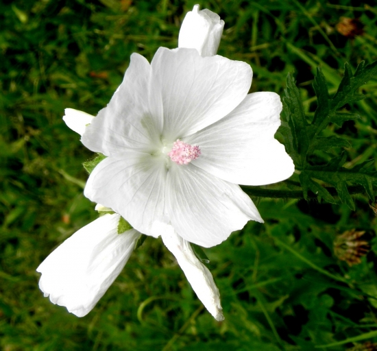 Darujem Ti biely kvet ...