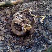 Muflón