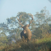 Keď slintá kráľ.