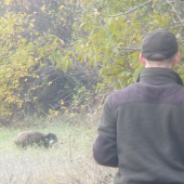 Stretnutie s diviakom.