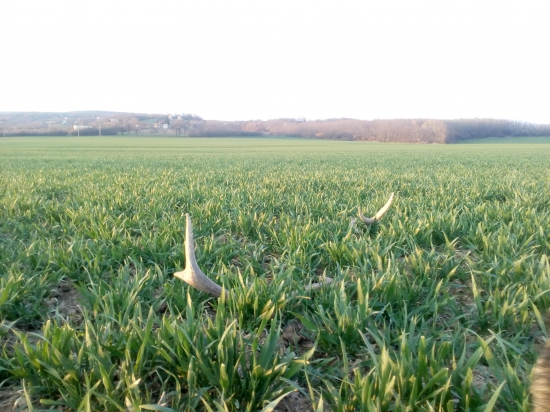 V podrastenej oziminke