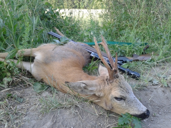 Starý srnec zo starej vinici