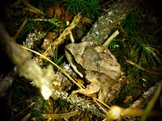 Mládě na procházce