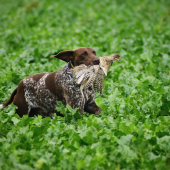 Moravskoslezský pohár 2017