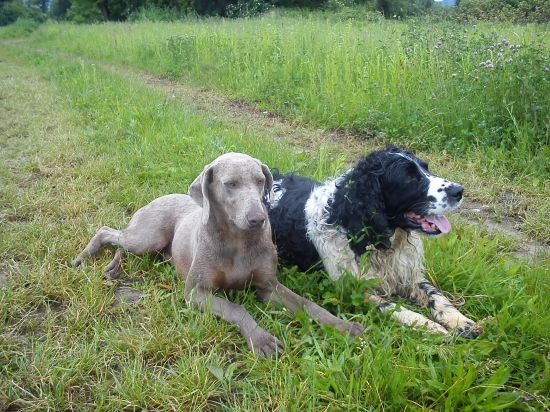 Angličan a Slovenka