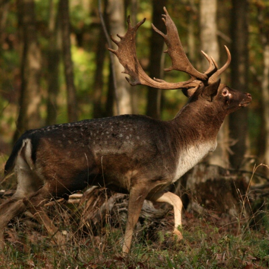 Ruja 2014