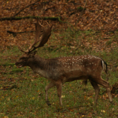 Ruja 2014