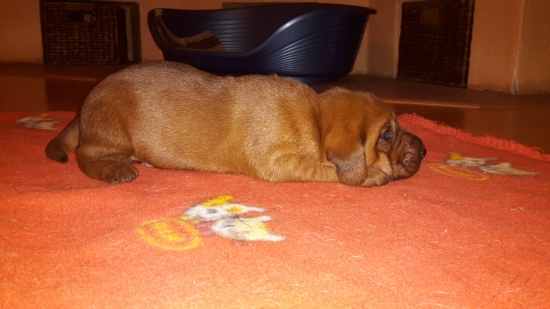 štajerský durič šteniatko