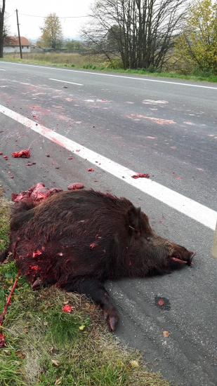 Škoda ze nestihol prejst na druhu stranu :(