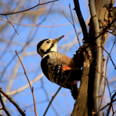 Ďateľ Bielochrbtý (Dendrocopos leucotos)