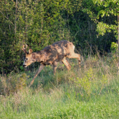 Srnček
