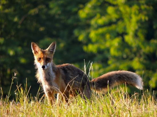 Vulpes Vulpes