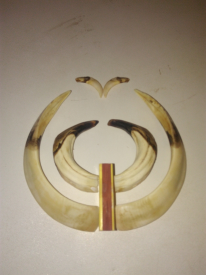 Trofej zID fotky 325827