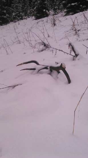 Bratrancov dnešný, ešte vonia