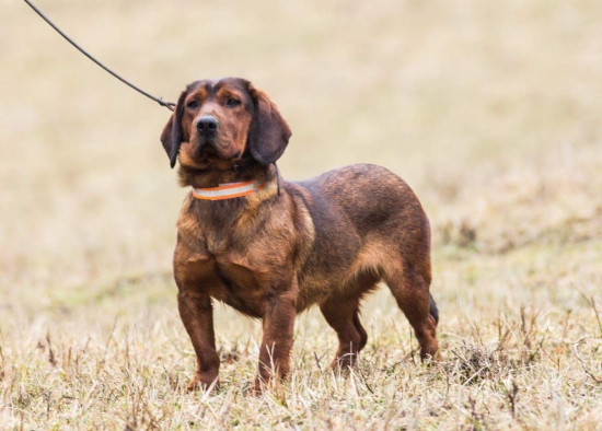Baja spod Súľovských skál
