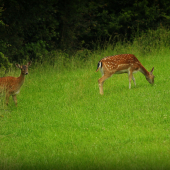 Poobedňajšie stretnutie