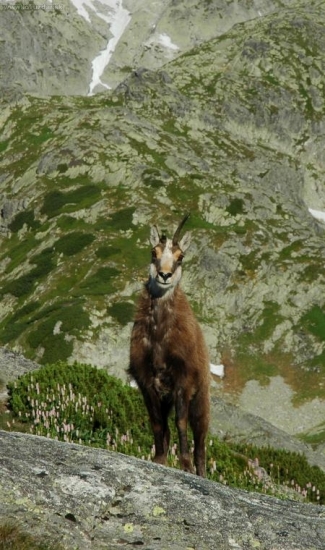 Kamzík