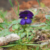 Macoška