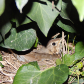 Drozd plavý na hniezde