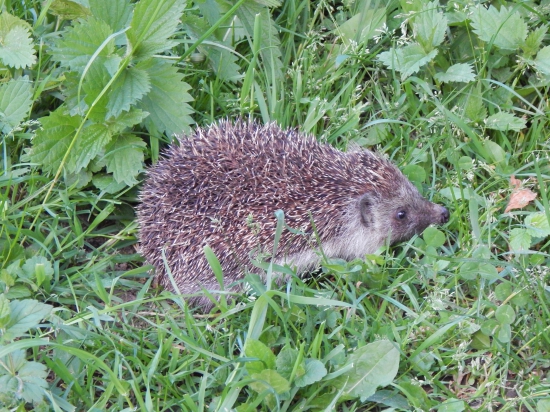 Ježko