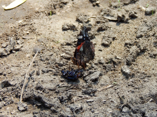 Babôčka vycucáva lajniaka