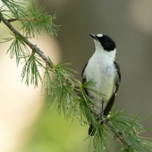 Muchárik bielokrký