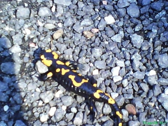 Salamandra škvrnitá
