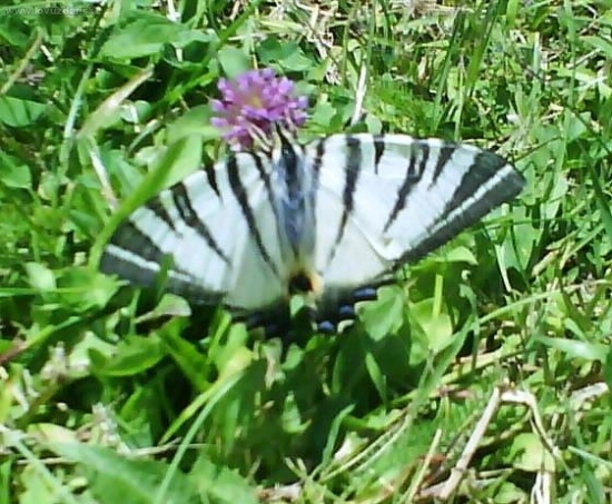 Vidlochvost feniklový